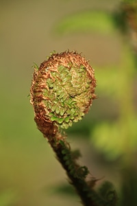 Plant flora garden photo