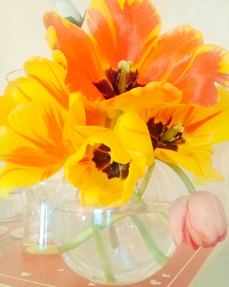 Handsomely spring double tulip