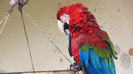 Parrot bird ave photo