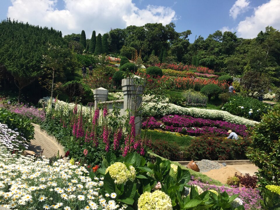 Garden doi intanon flower