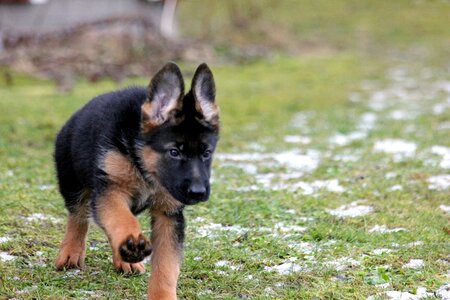 Puppy german shepherd german