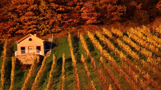 Vineyard cottage forest red