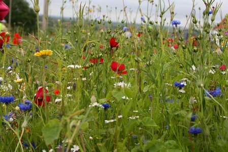 Field flowers spring Free photos