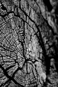 Black and white nature trunk