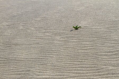 Sand beach than life artist abandoned