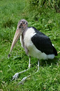 Wildlife animal zoo
