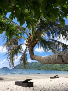 Coconut tree holiday photo