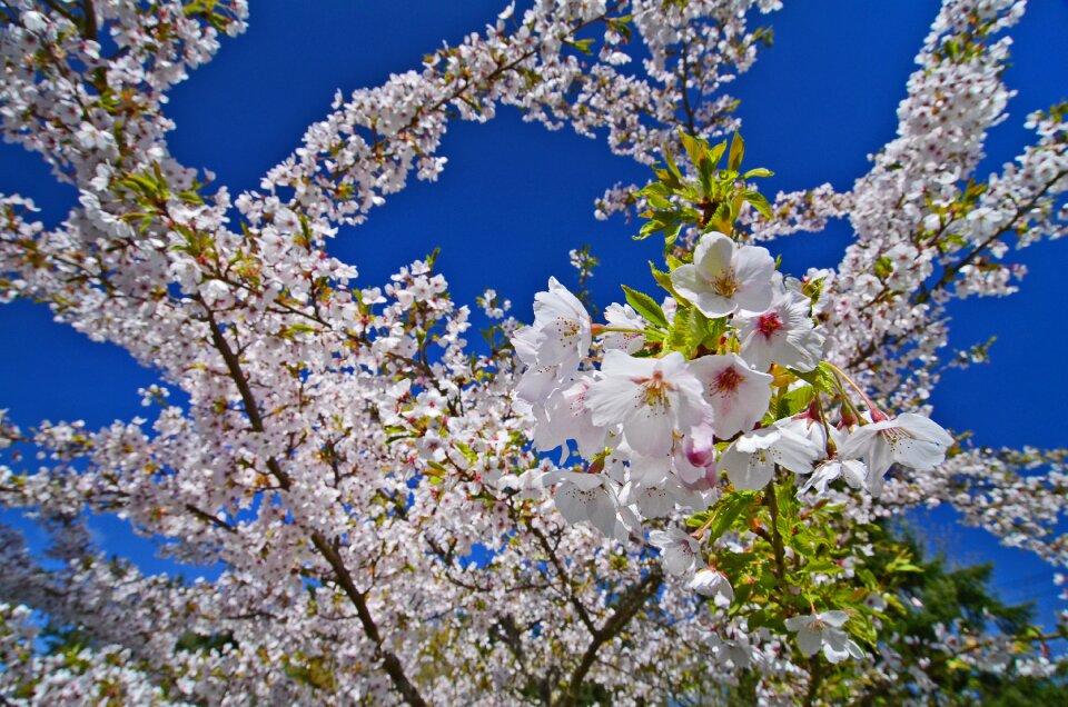 Nature pink park