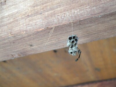 Insect nature world