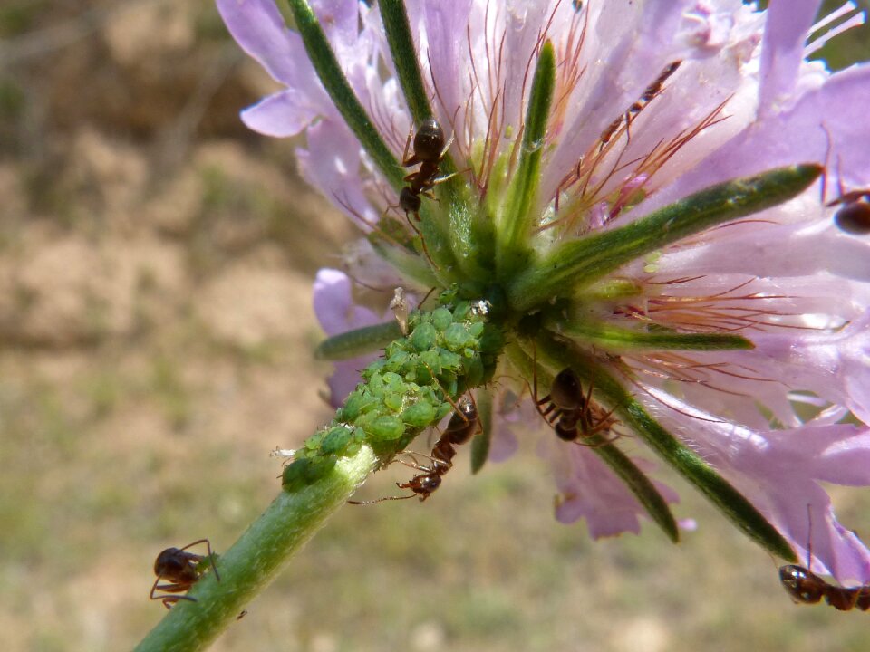 Ants infested plague