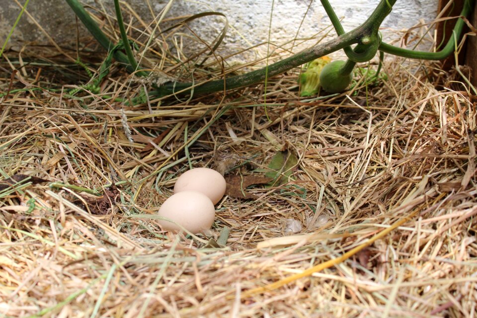 Eggs tacin food