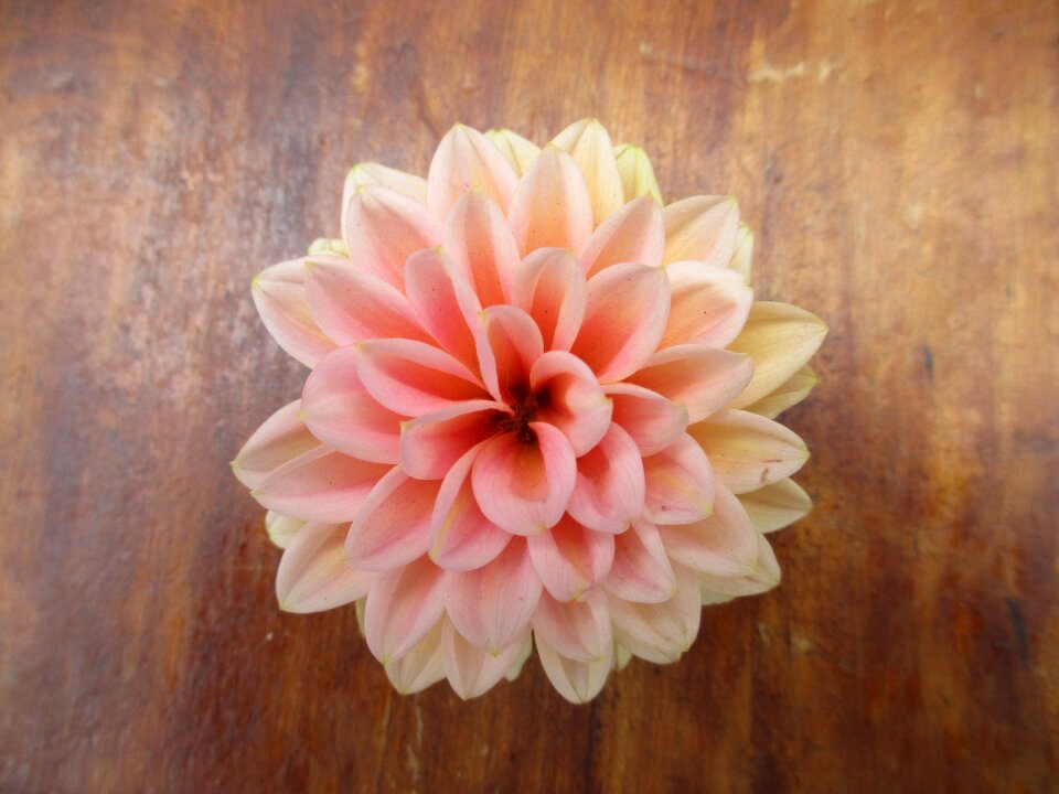 Summer single flower delicate