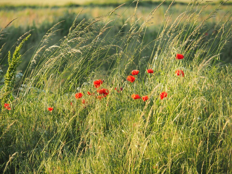 Flowers campaign nature