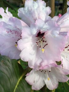Rhododendron white flowers ever green