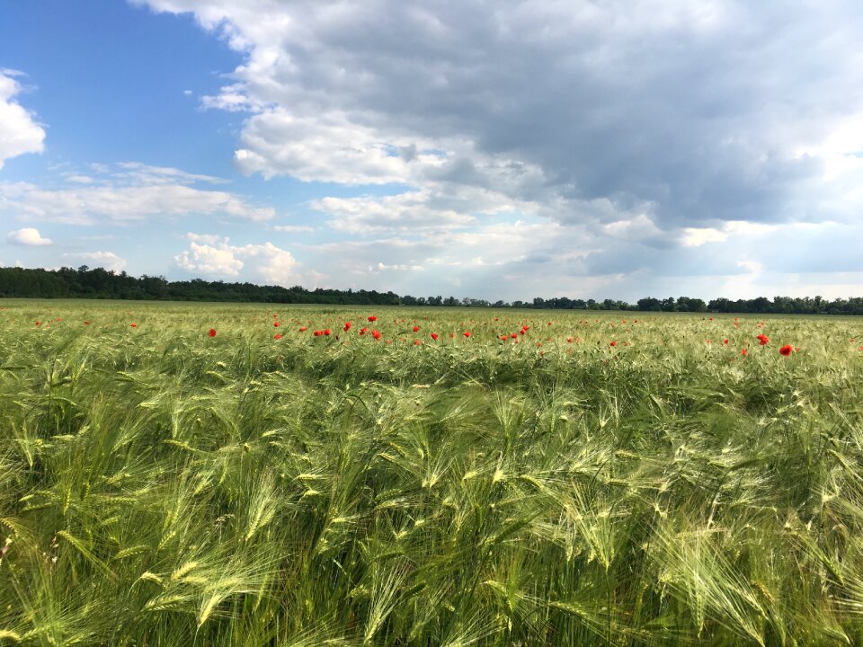 Grass field