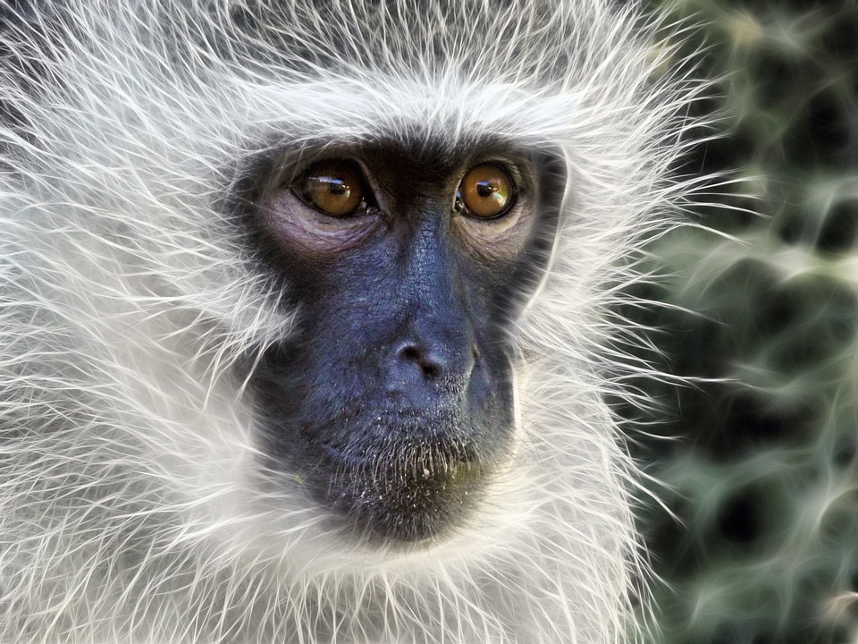 Fractal fur primate