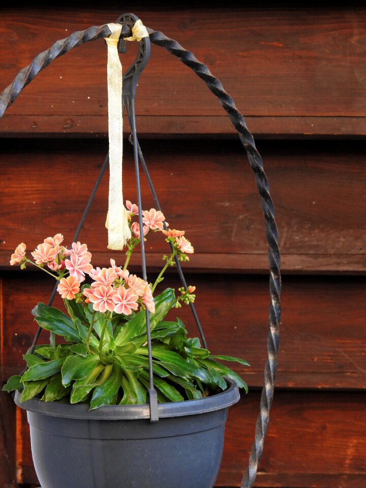 Decoration deco plant