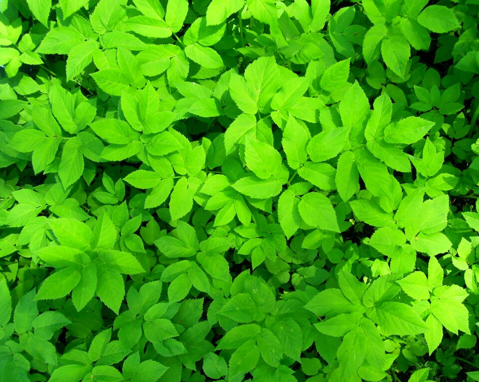 Greens bright summer