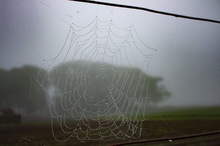 Drops nature spider