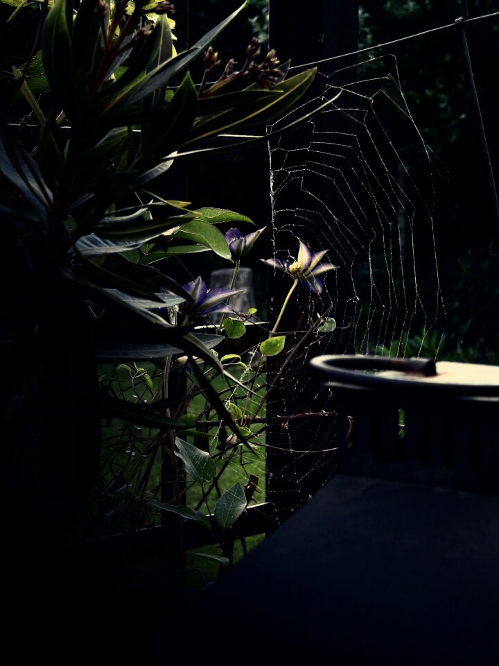 Web scary background