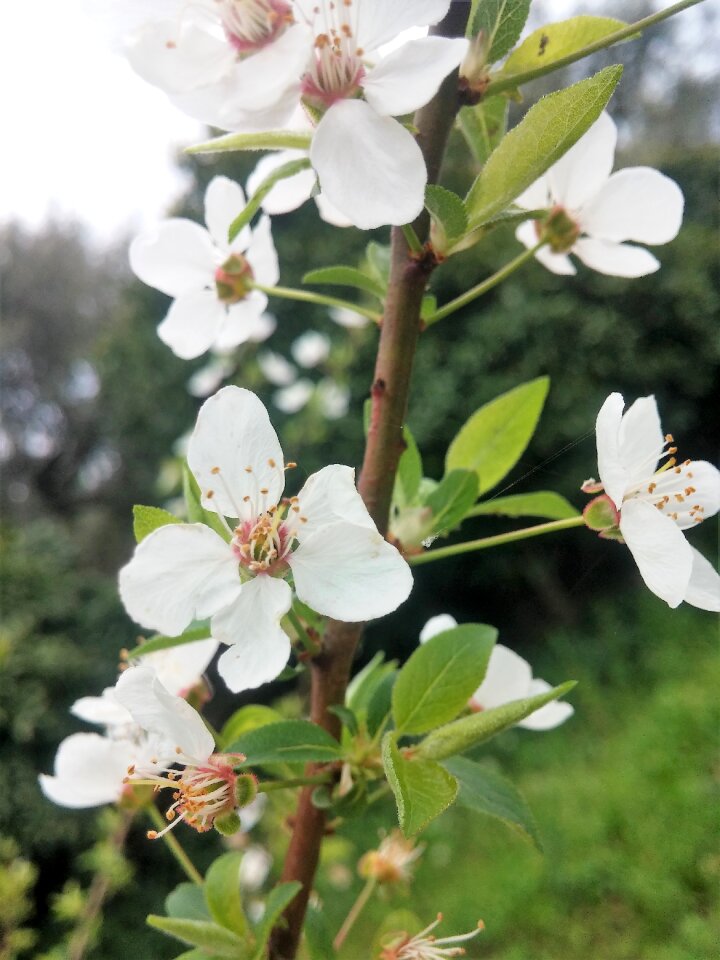 Flowers anthi blooming branches