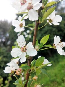 Flowers anthi blooming branches photo