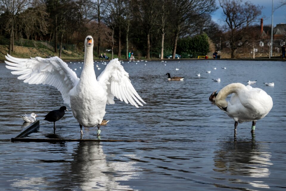 Stretching wing water