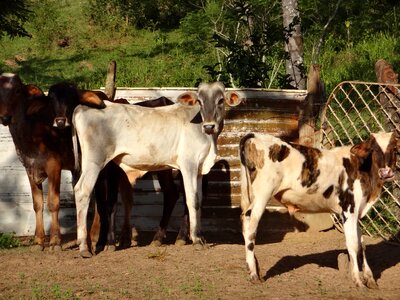 Cow baby Free photos