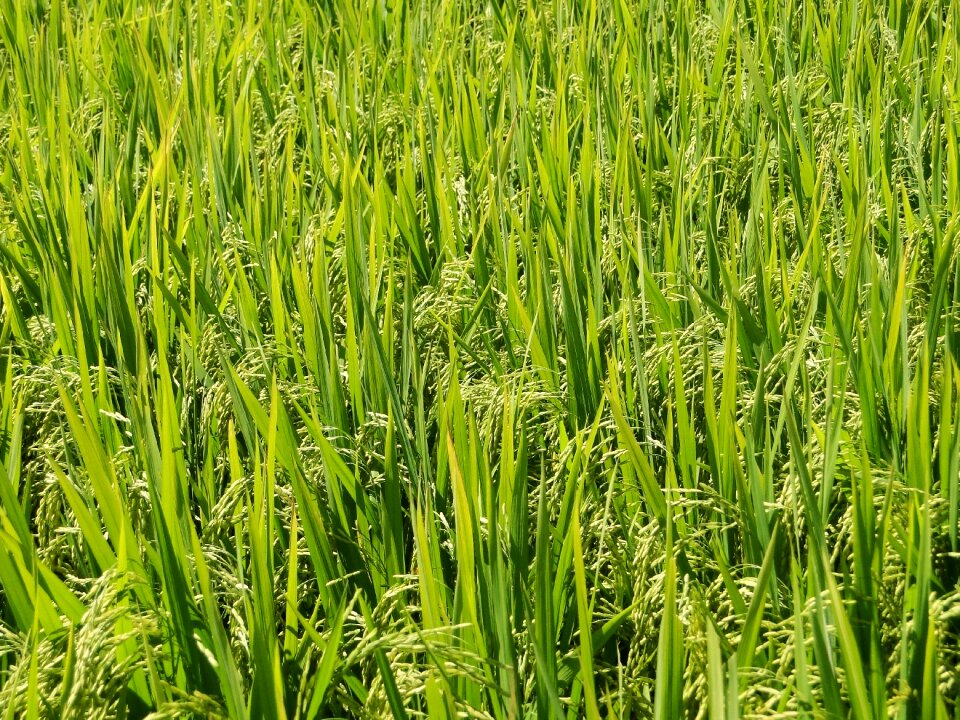 Rice brazil vintage