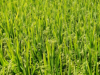 Rice brazil vintage
