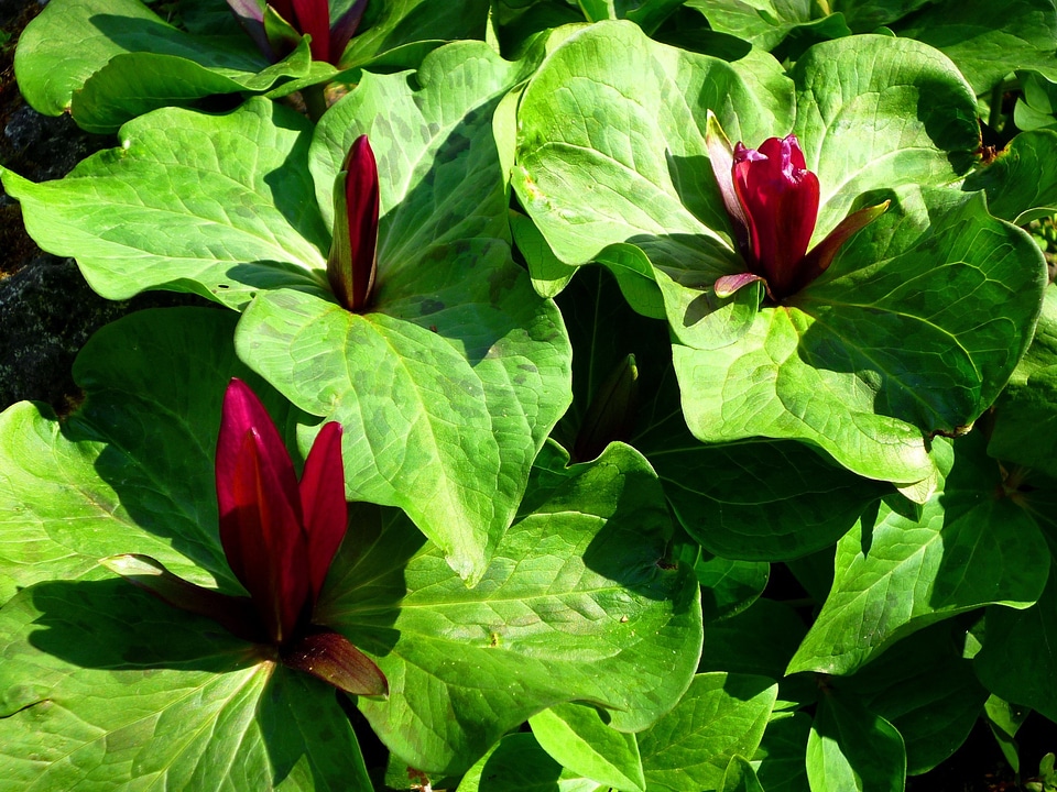Green plant sunlight
