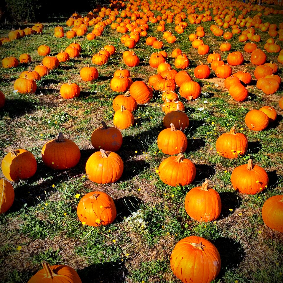October halloween fall