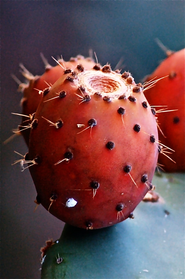 Prickly pear cactus vegetable nature
