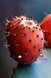 Prickly pear cactus vegetable nature