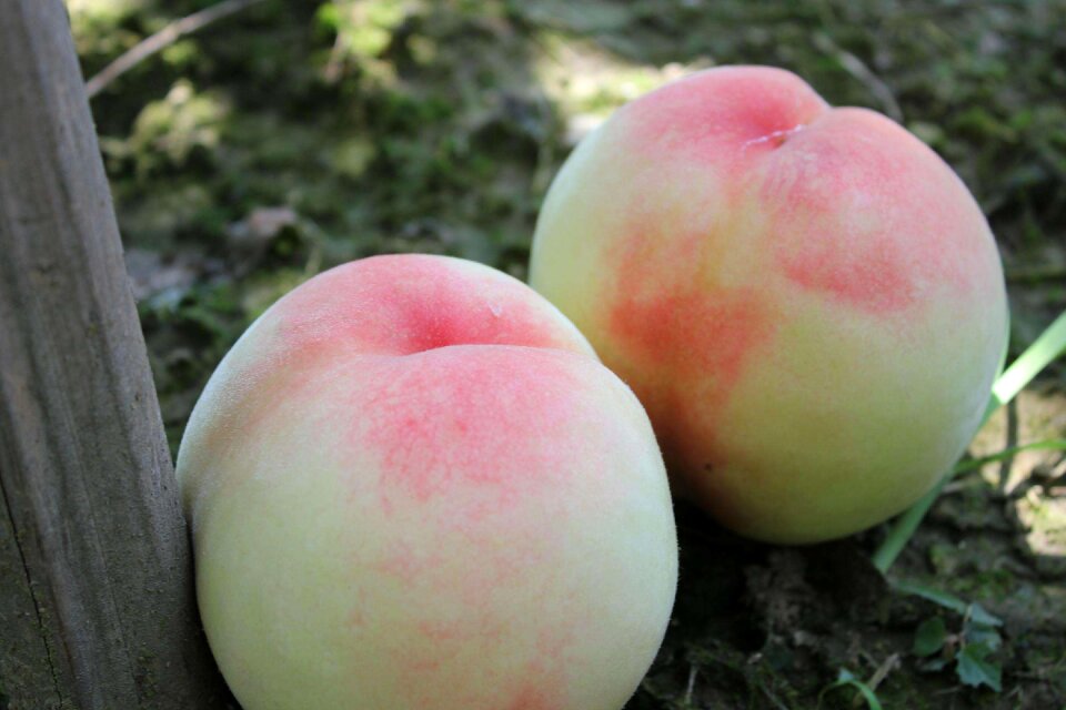 Peach fruit fresh fresh peaches