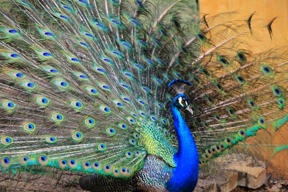 Peacock animal colorful