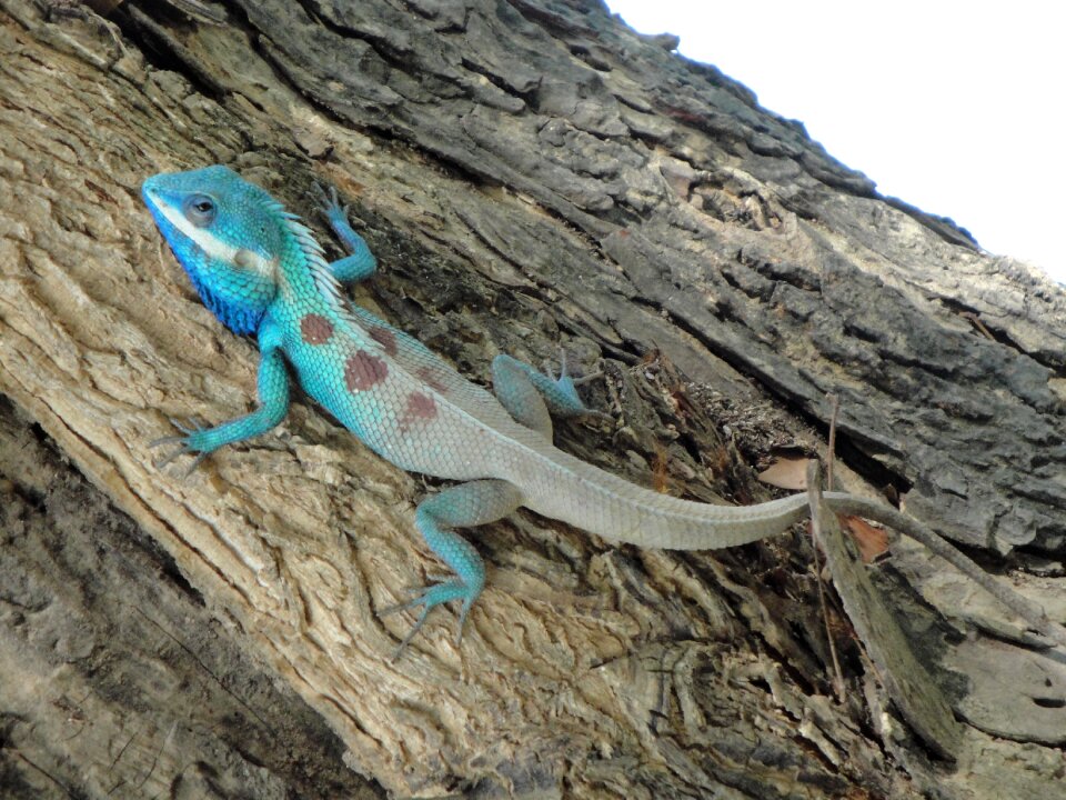 Tree lizard animal iguana