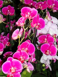 Phaleanopsis paris expos photo