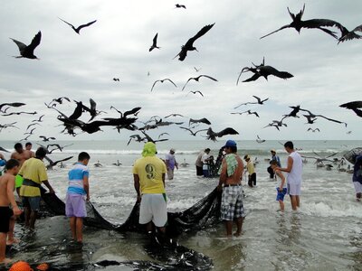 Nature animal beach