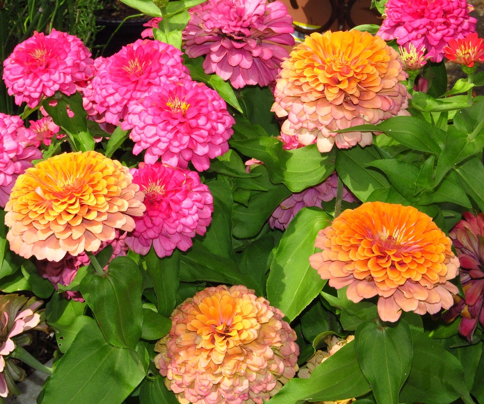 Flowers beauty floral