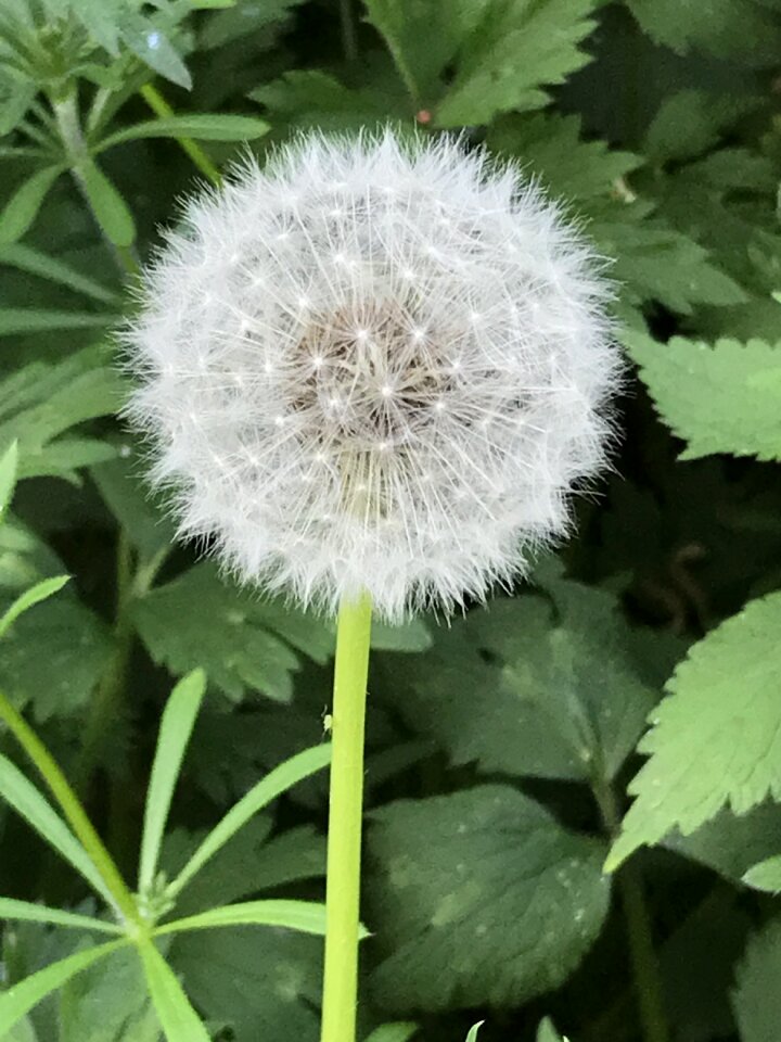 Nature flower seed