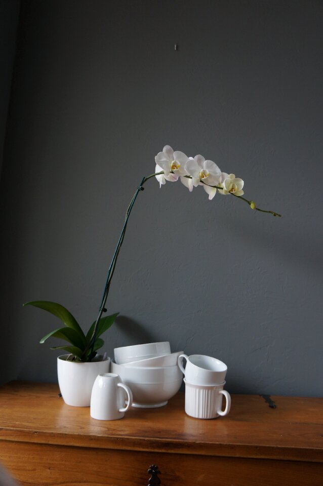 White gray cup