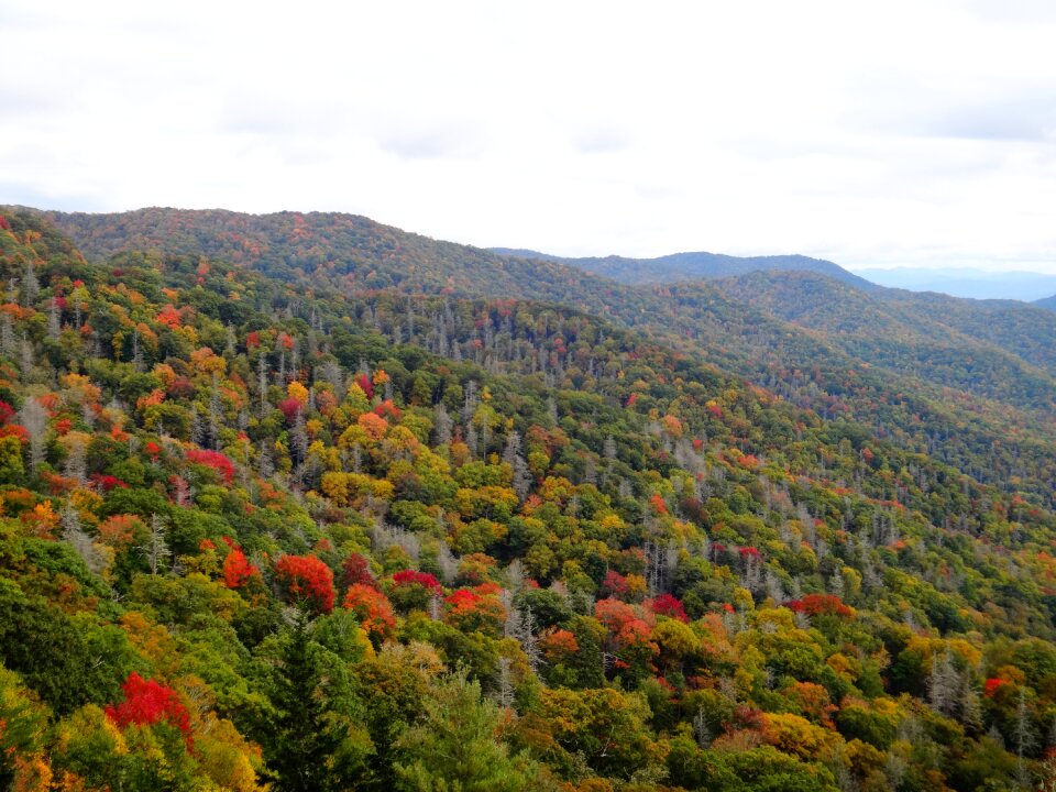 Forest colorful north carolina
