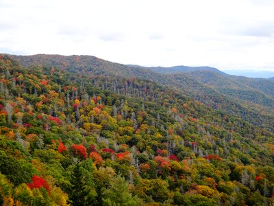 Forest colorful north carolina