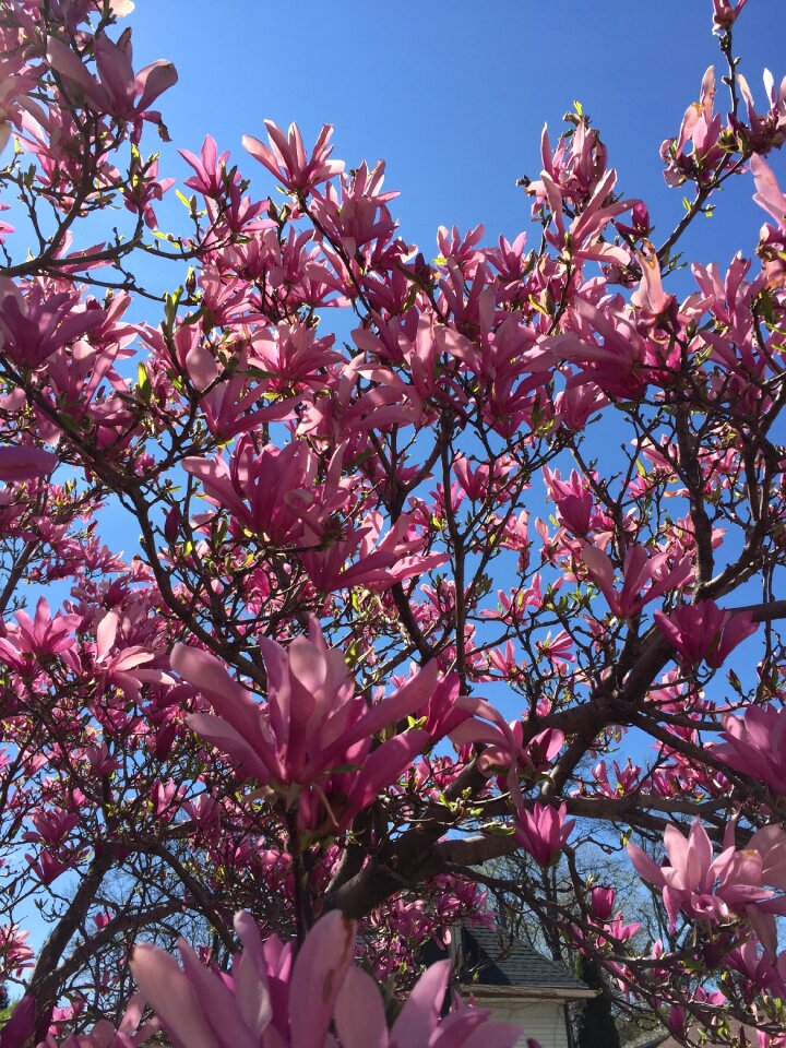 Flowering tree spring