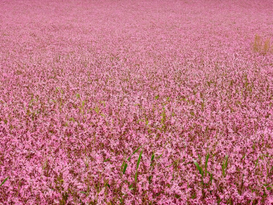 Bloom pink field