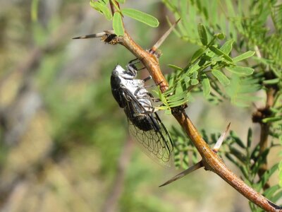 New mexico wing wildlife
