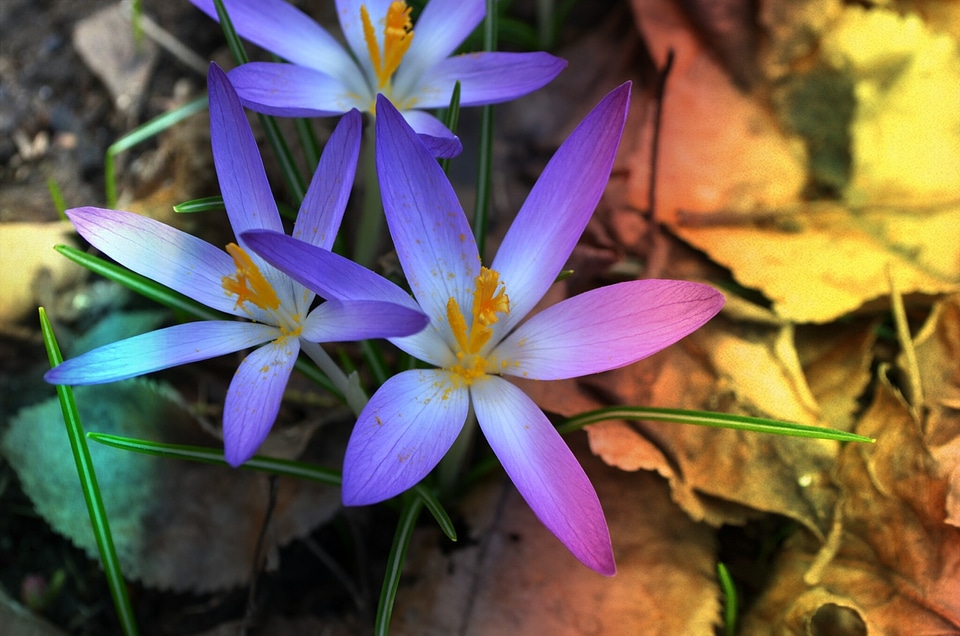 Plant spring blossom