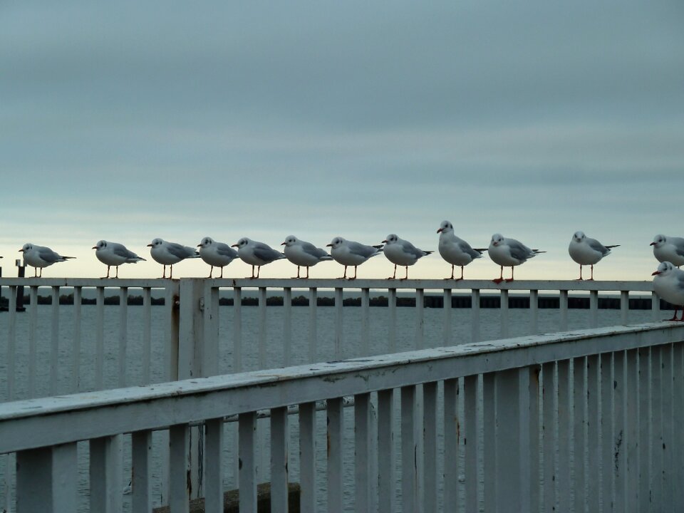 Seagulls birds sea