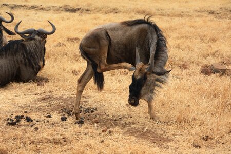 National park wild animals tanzania photo